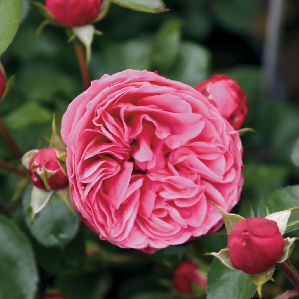 Rosa Leonardo da Vinci - Floribunda Rose