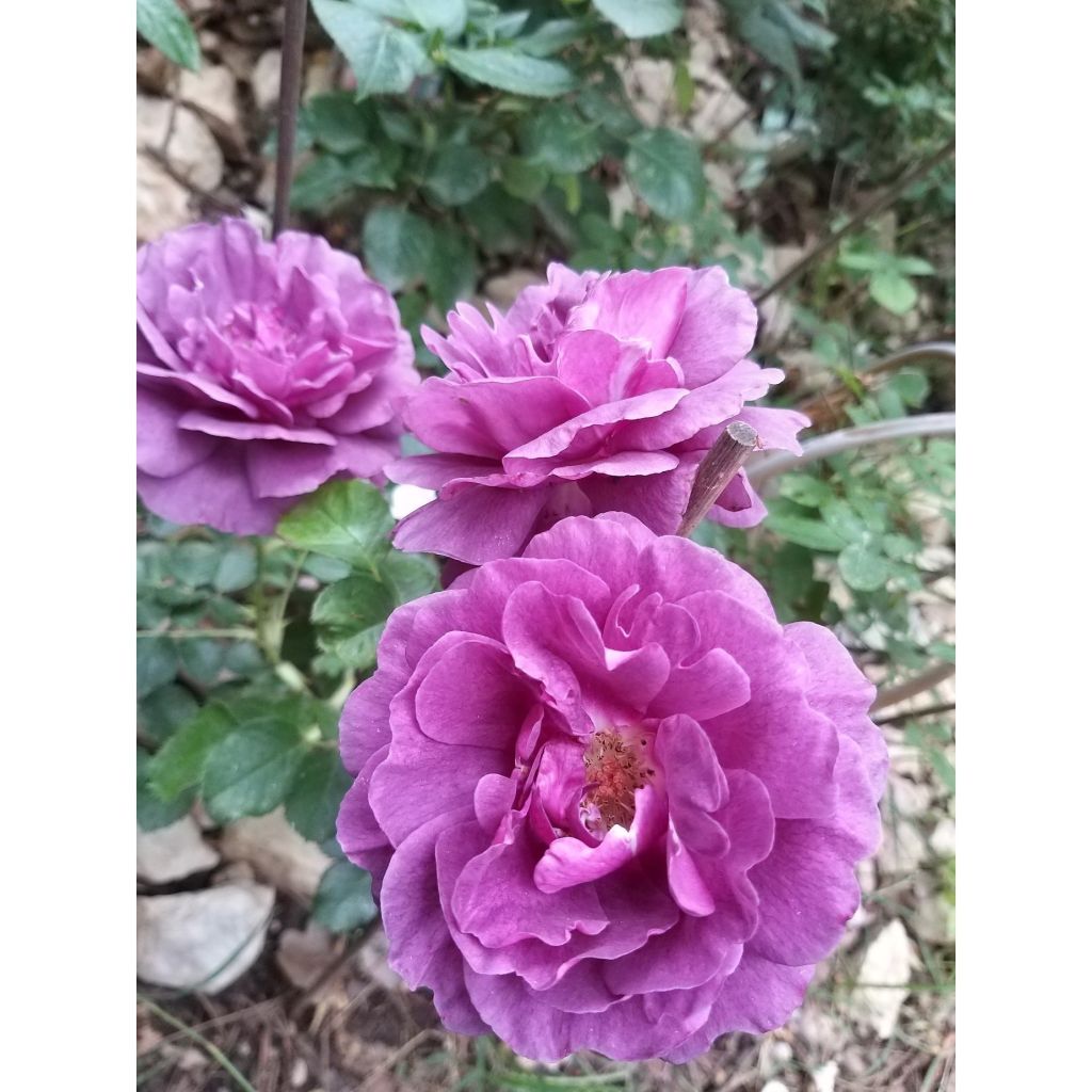 Rosa x floribunda Minerva