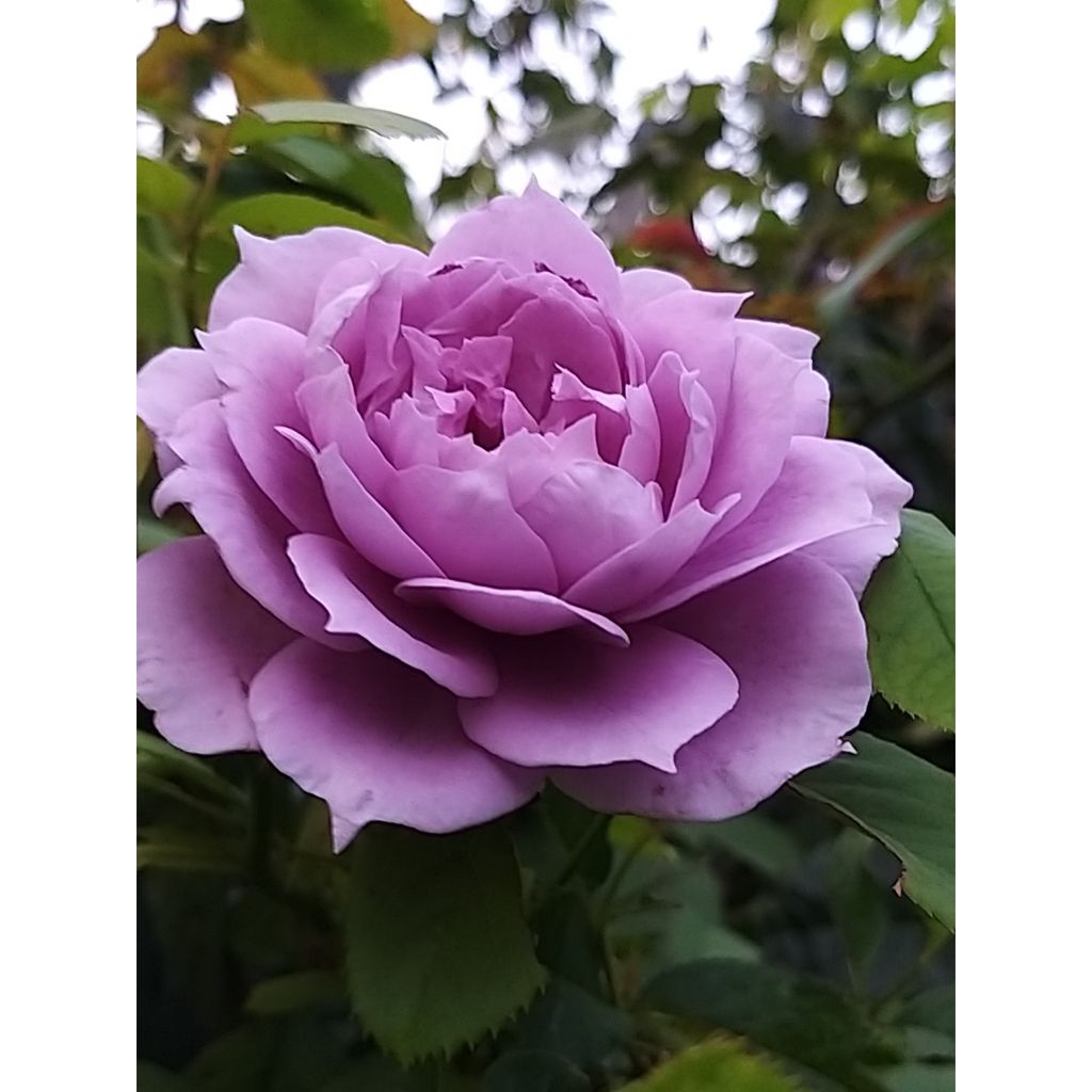 Rosa x floribunda Novalis - Floribunda Rose