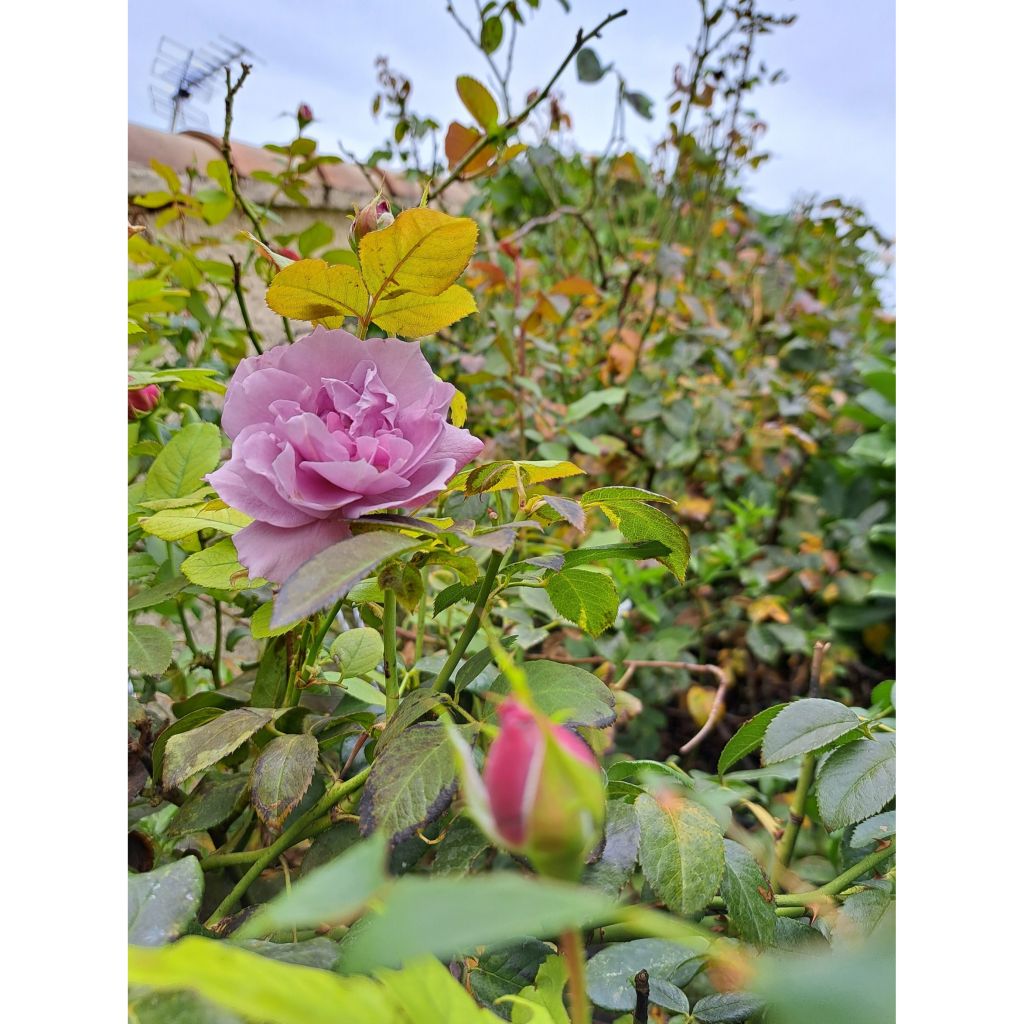 Rosa x floribunda Novalis - Floribunda Rose