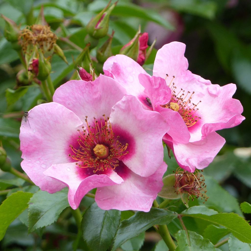 Rosa x persica - 'Peace and Love' - Floribunda Rose