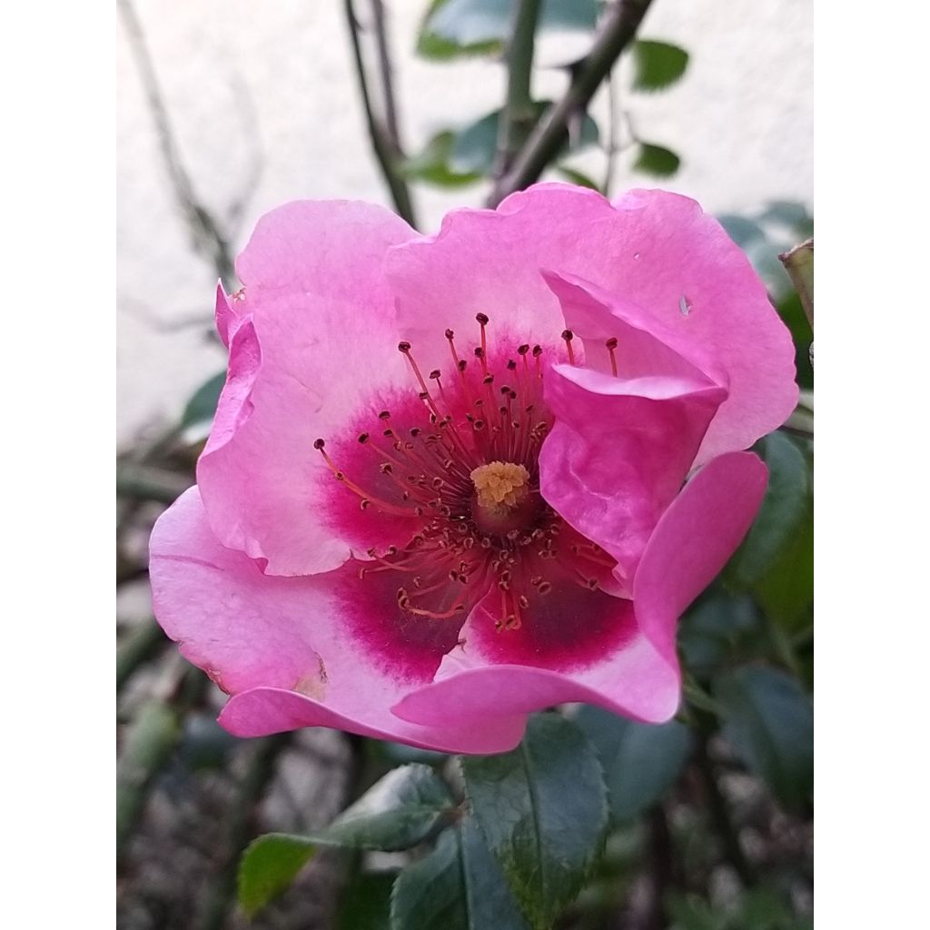 Rosa x persica - 'Peace and Love' - Floribunda Rose