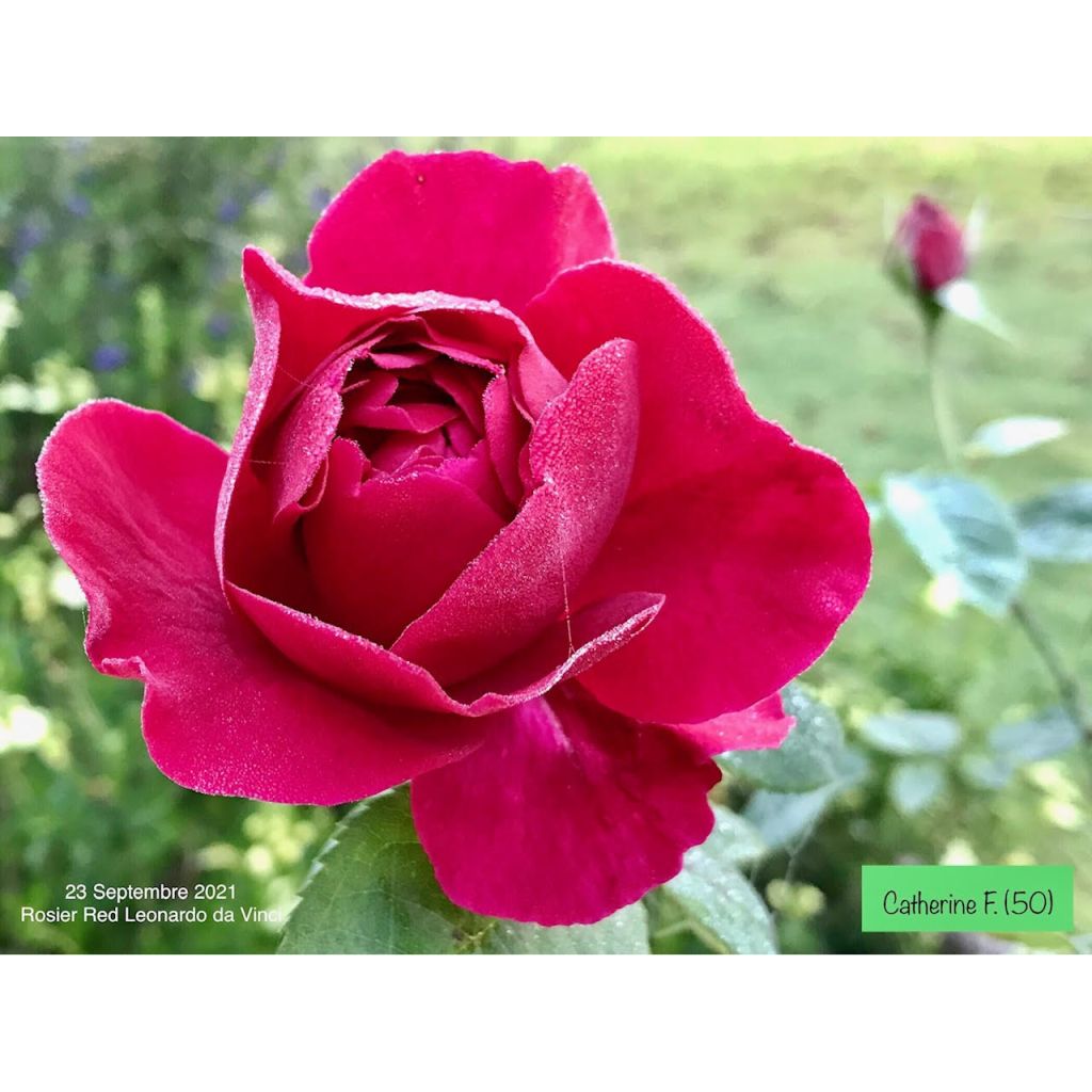 Rosa x floribunda Red Leonardo da Vinci Meiangele