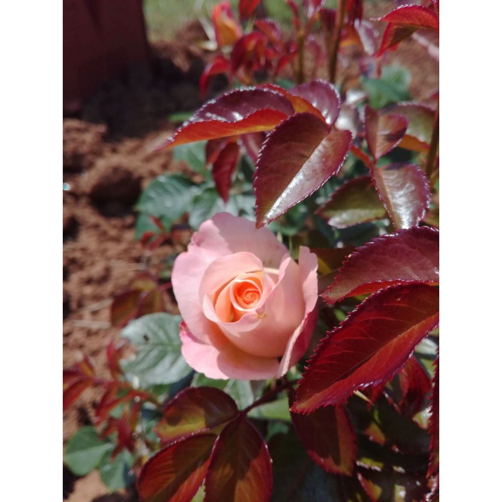 Rosa x floribunda Rochemenier Village - Floribunda Rose