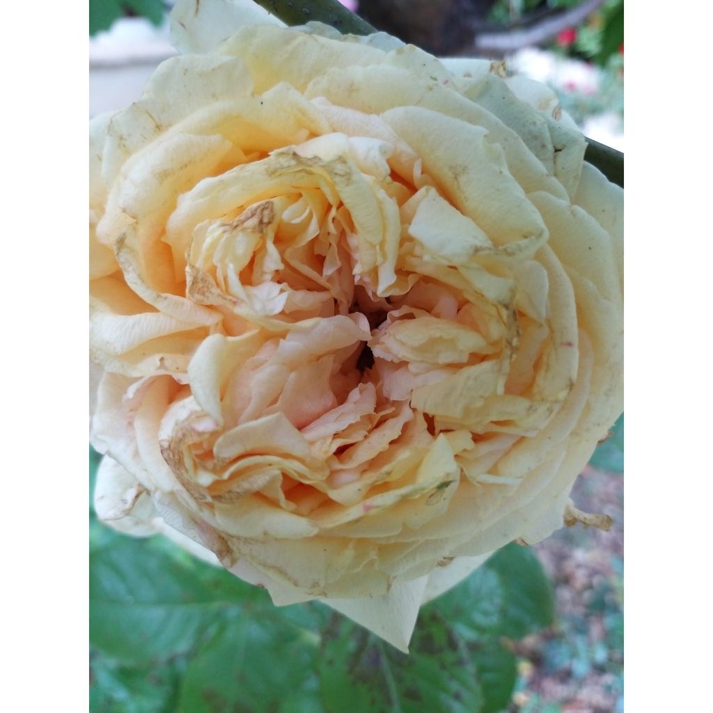 Rosa Anatasia - Hybrid Tea Rose