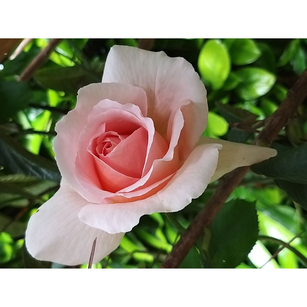 Rosa André Le Nôtre - Modern Hybrid Tea Rose