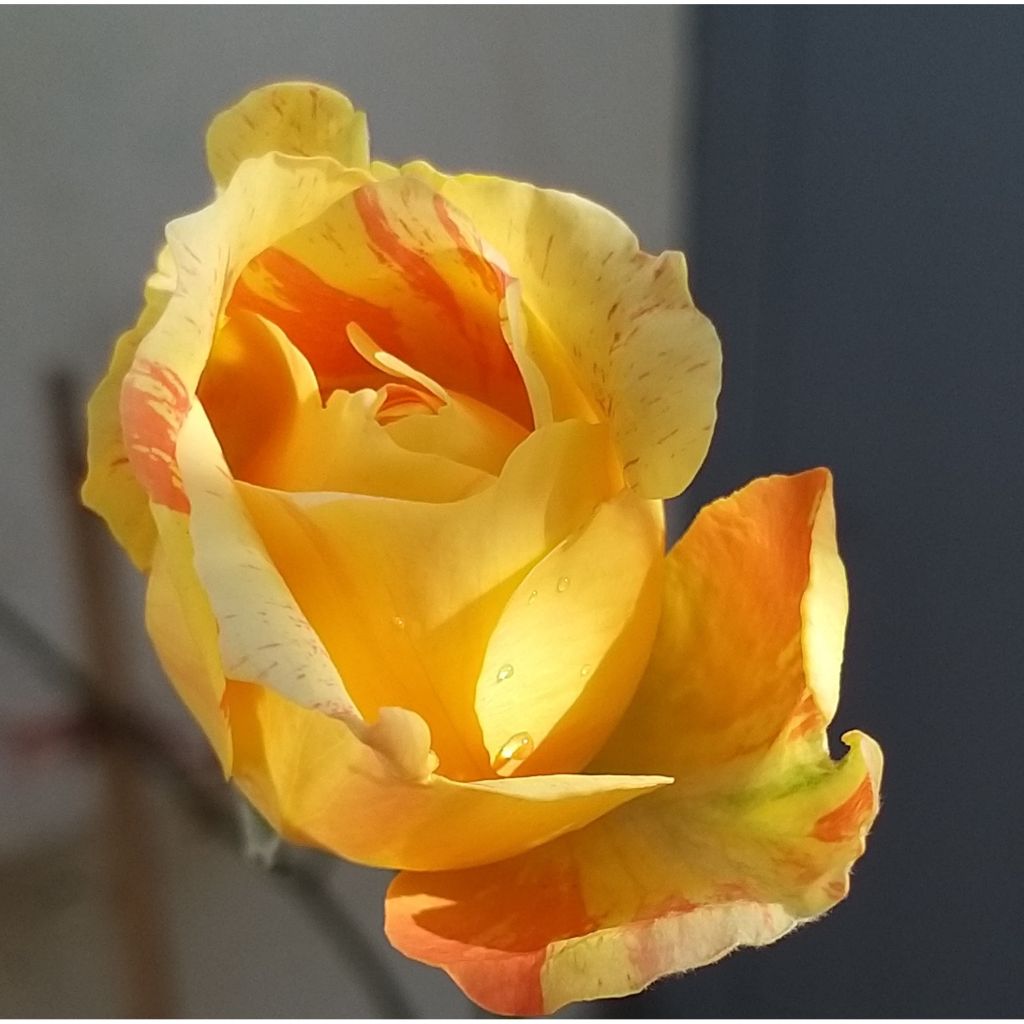 Rosa 'André Willemse' - Hybrid Tea Rose