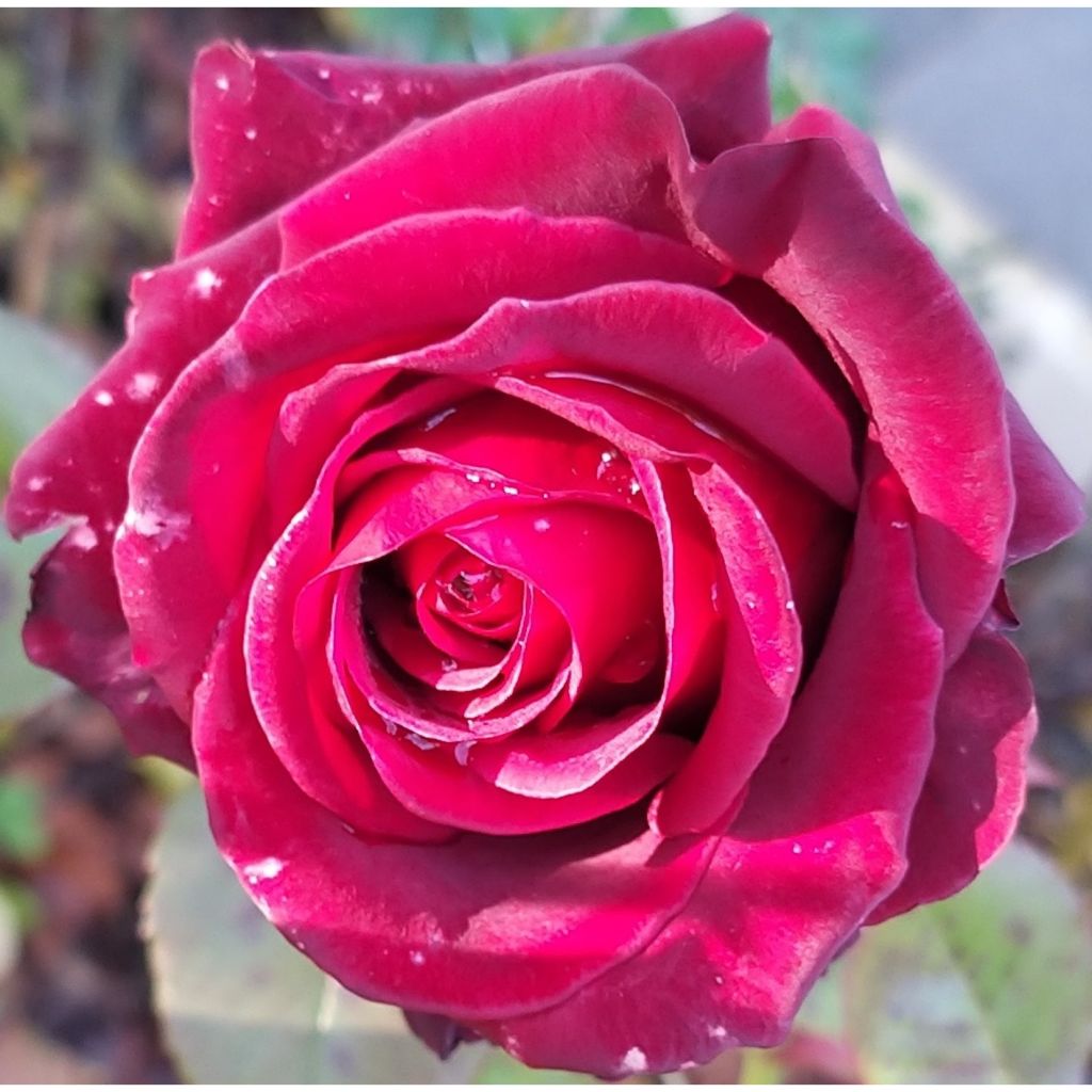 Rosa 'Black Baccara' - Hybrid Tea Rose