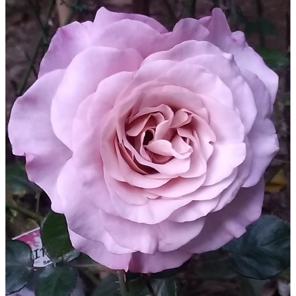 Rosa Blue Girl - Hybrid Tea Rose