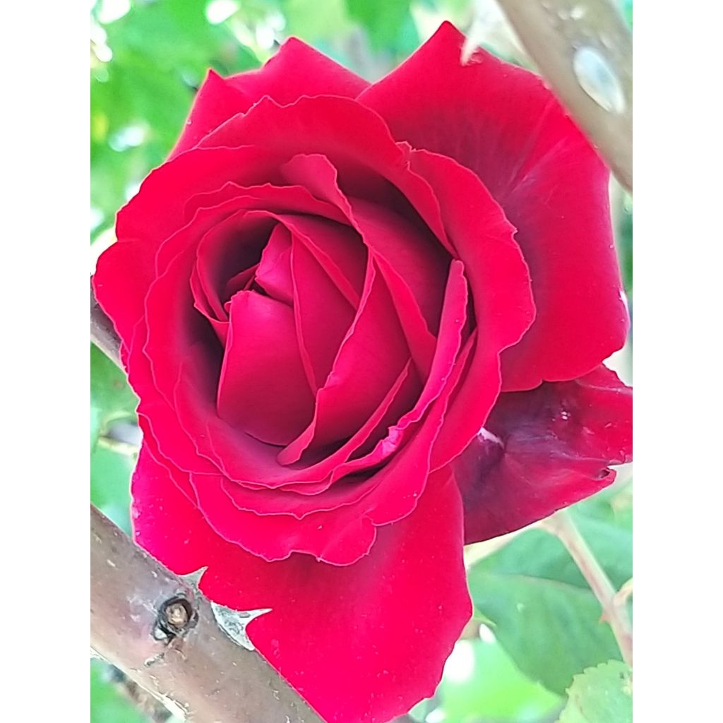 Rosa 'Botero' - Shrub Rose