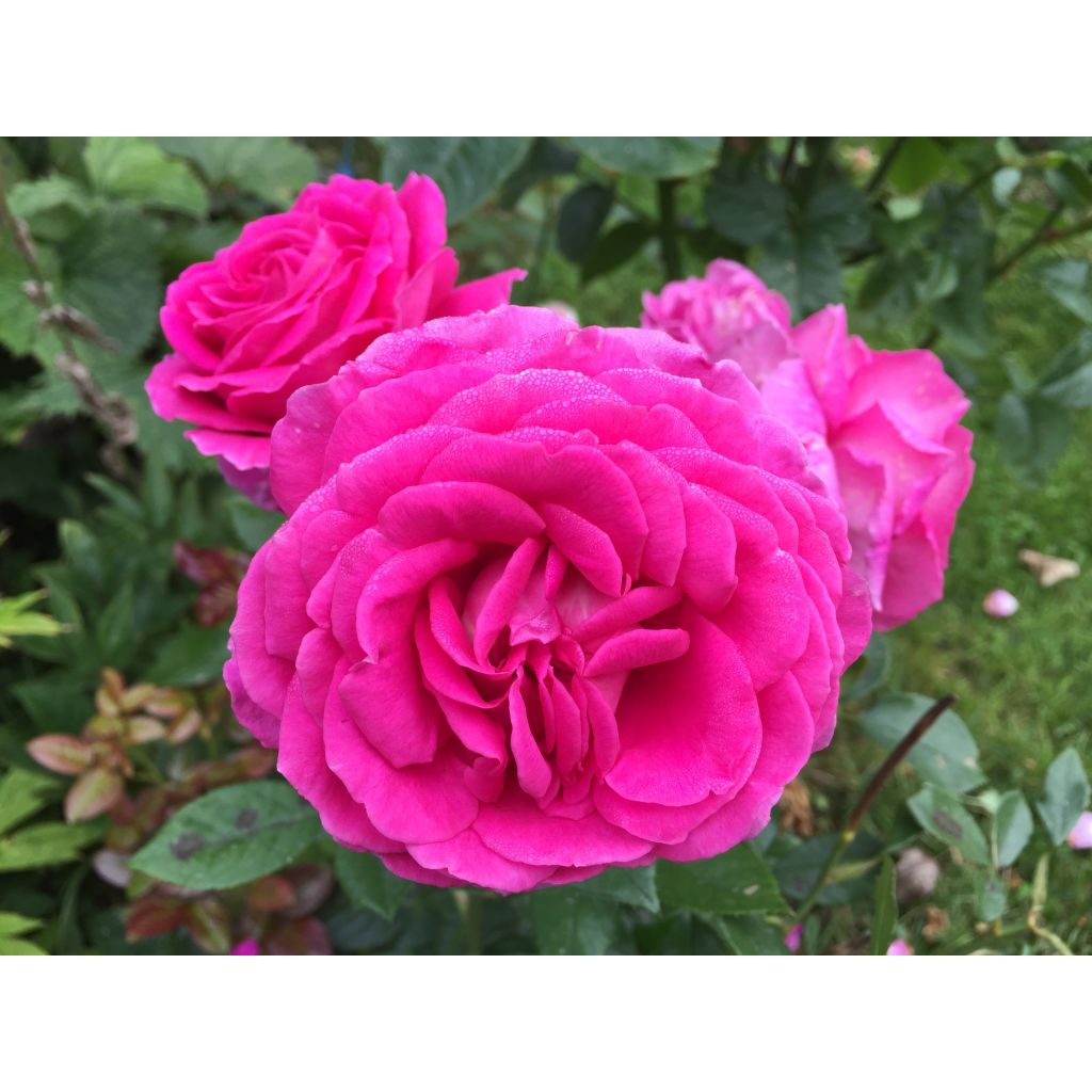 Rosa 'Claire Marshall' - Hybrid Tea Rose 