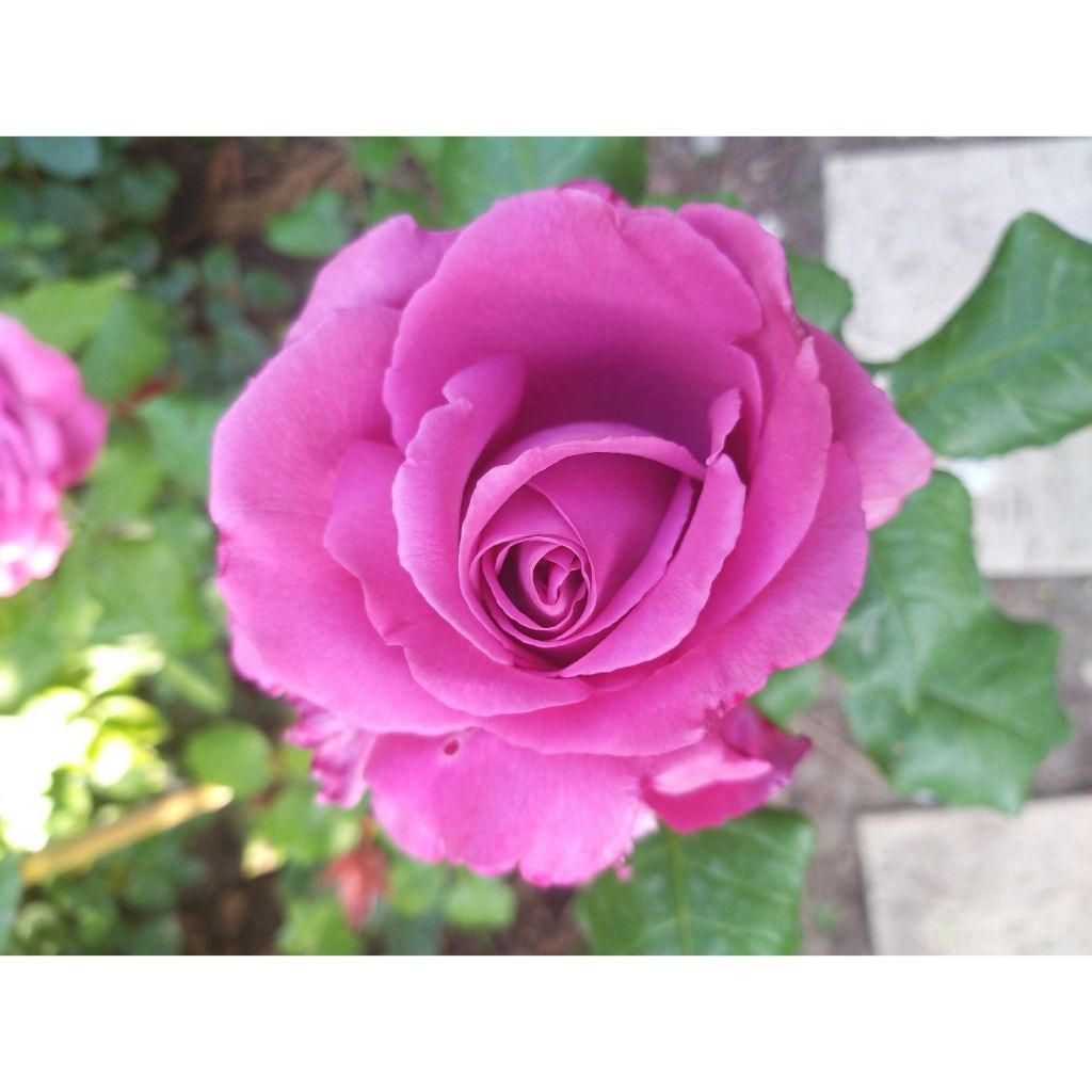 Rosa 'Claude Brasseur' - Hybrid Tea Rose