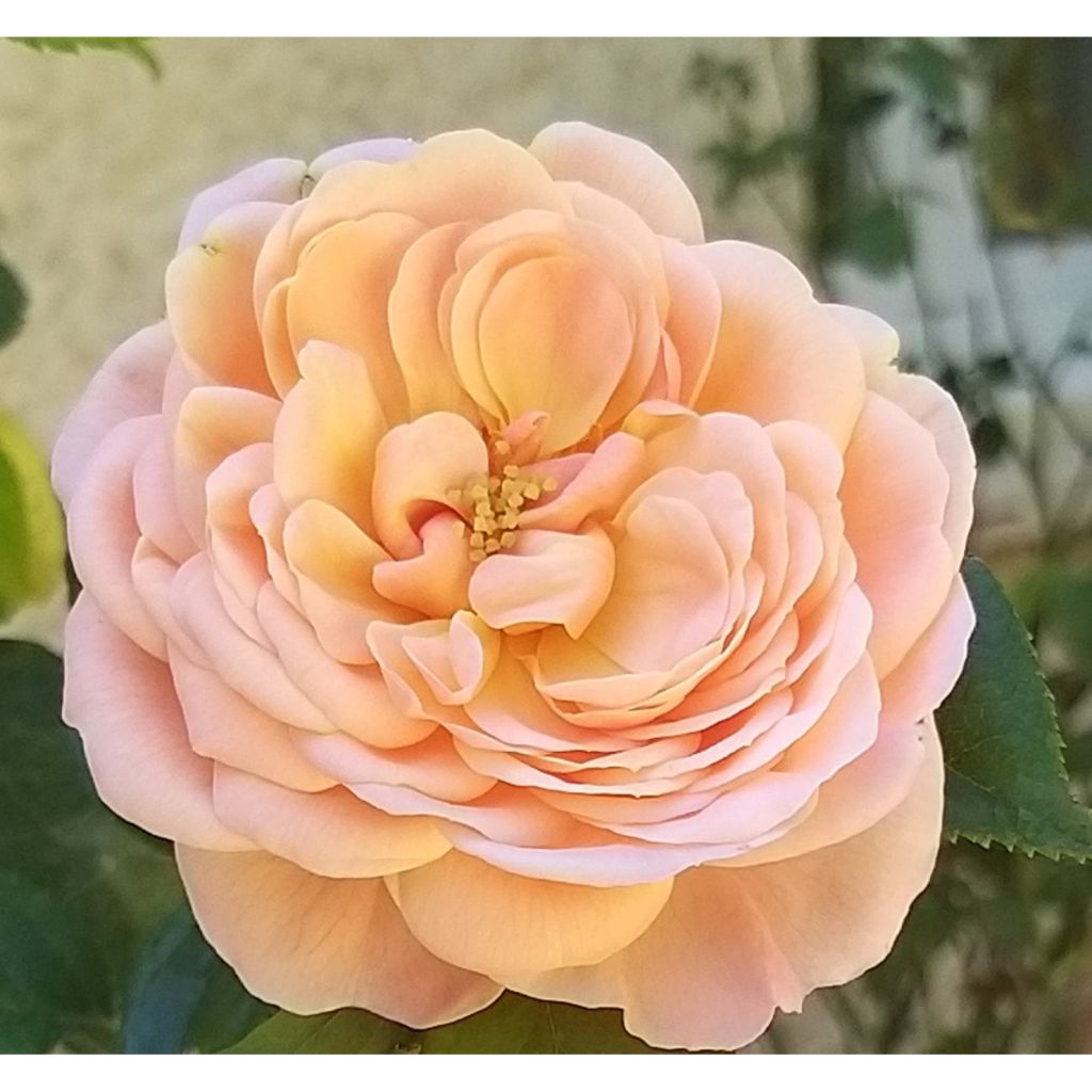 Rosa Domaine de Chantilly - Shrub Rose