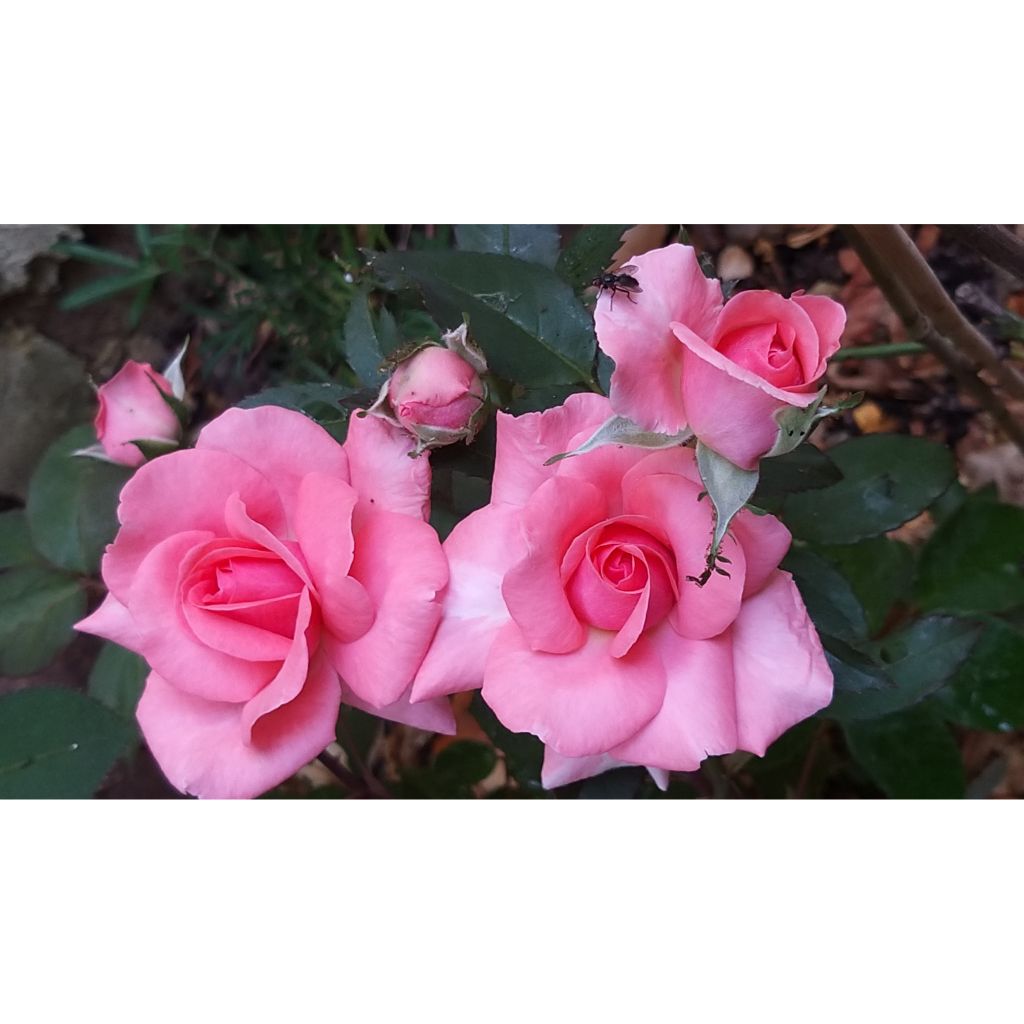 Rosa 'Elaine Paige' - Hybrid Tea Rose