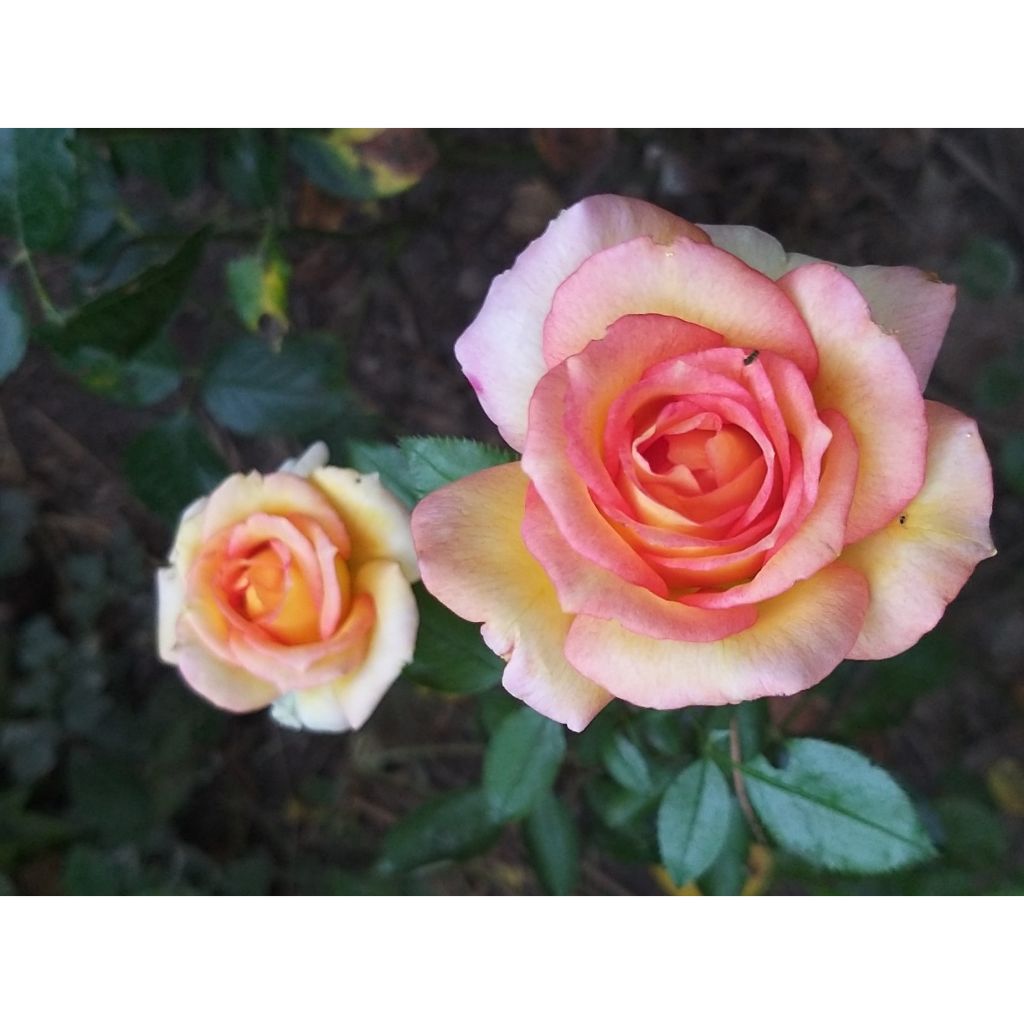 Rosa 'Jules Verne' - Hybrid Tea Rose