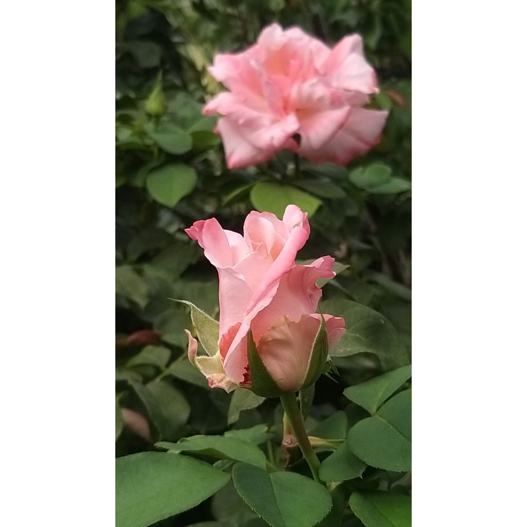 Rosa 'Laeticia Casta' - Shrub Rose