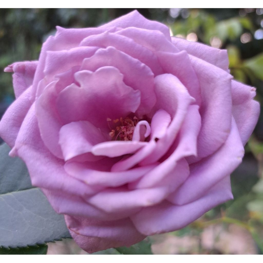 Rosa Mamy Blue - Hybrid Tea Rose