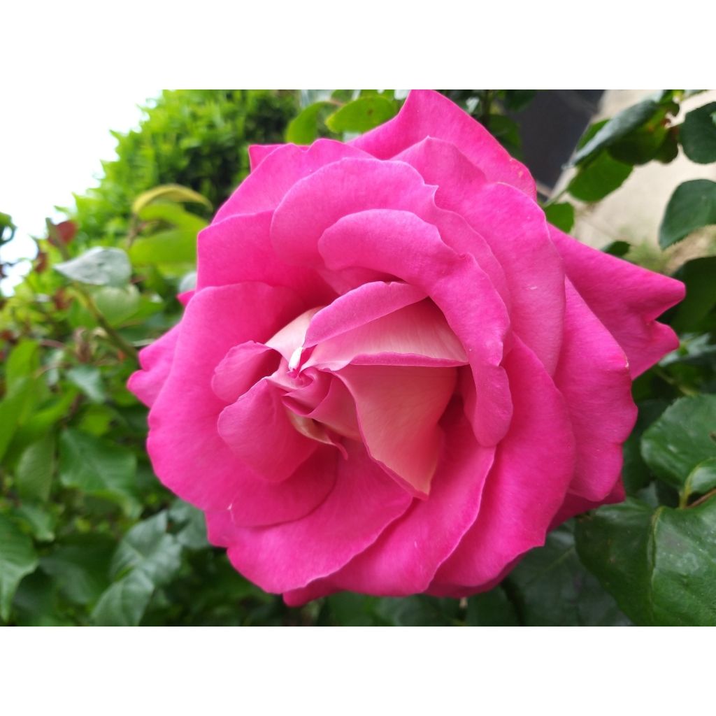 Rosa 'Monica Bellucci' - Hybrid Tea Rose