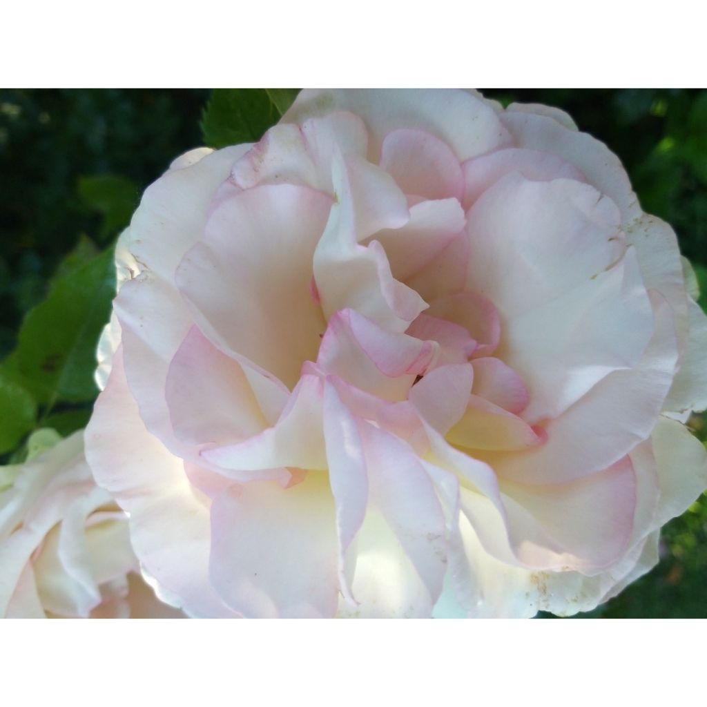 Rosa Moonstone - Hybrid Tea Rose