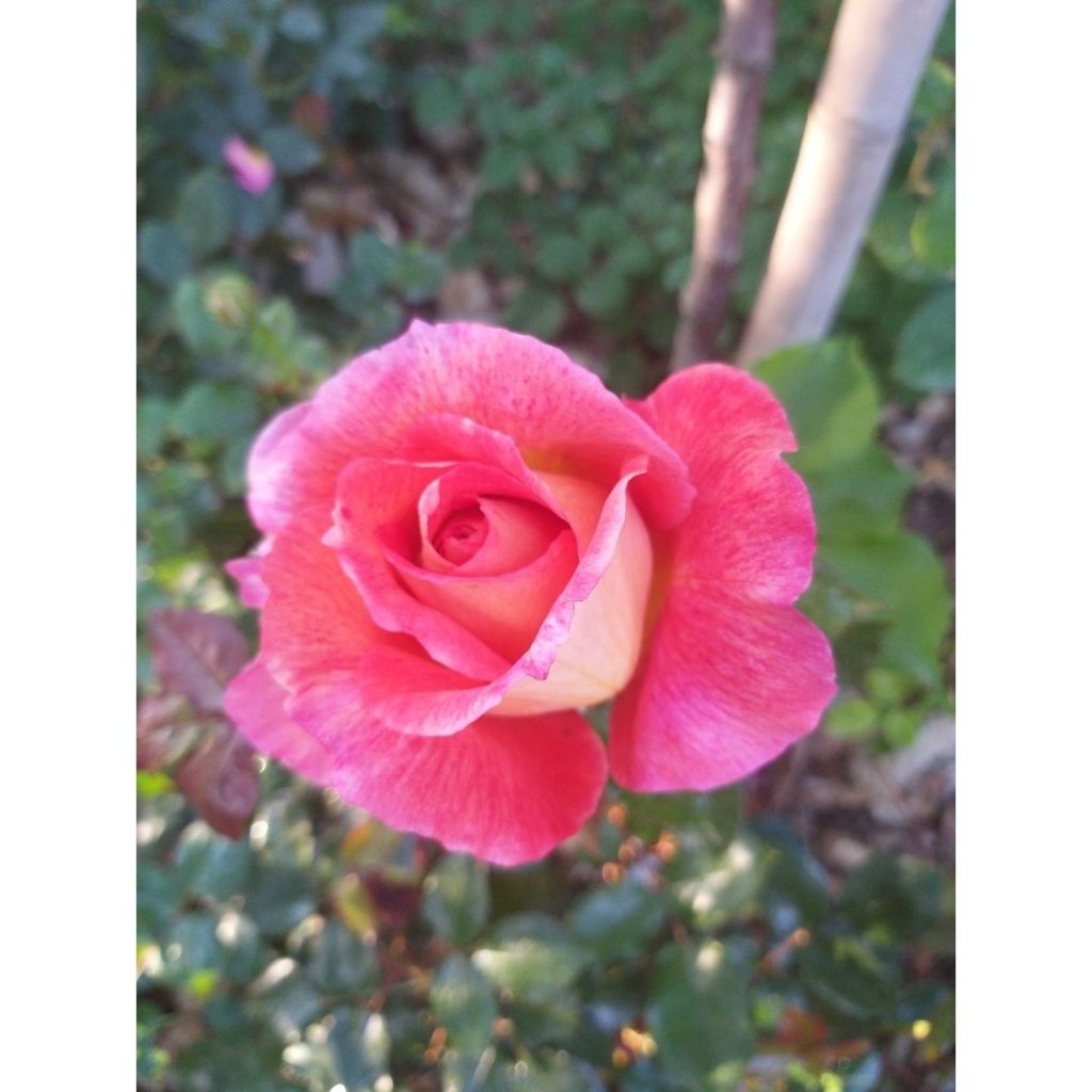 Rosa Parfum de Grasse 