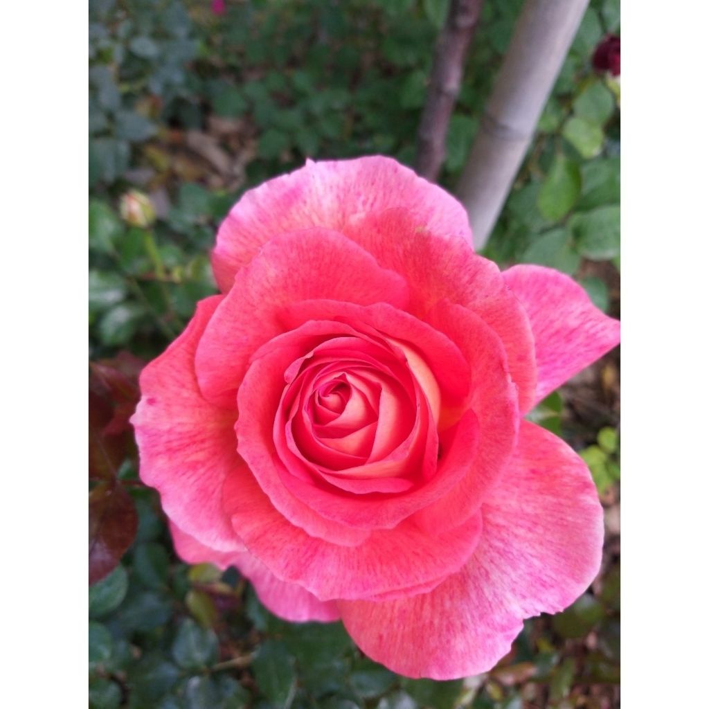 Rosa Parfum de Grasse 