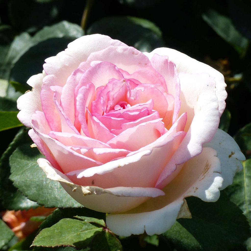 Rosa 'Souvenir de Baden-Baden' - Hybrid Tea Rose