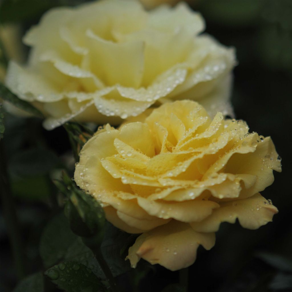 Rosa x floribunda Arthur Bell
