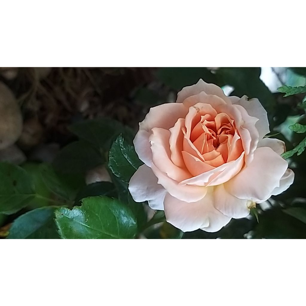 Rosa x floribunda Cremosa