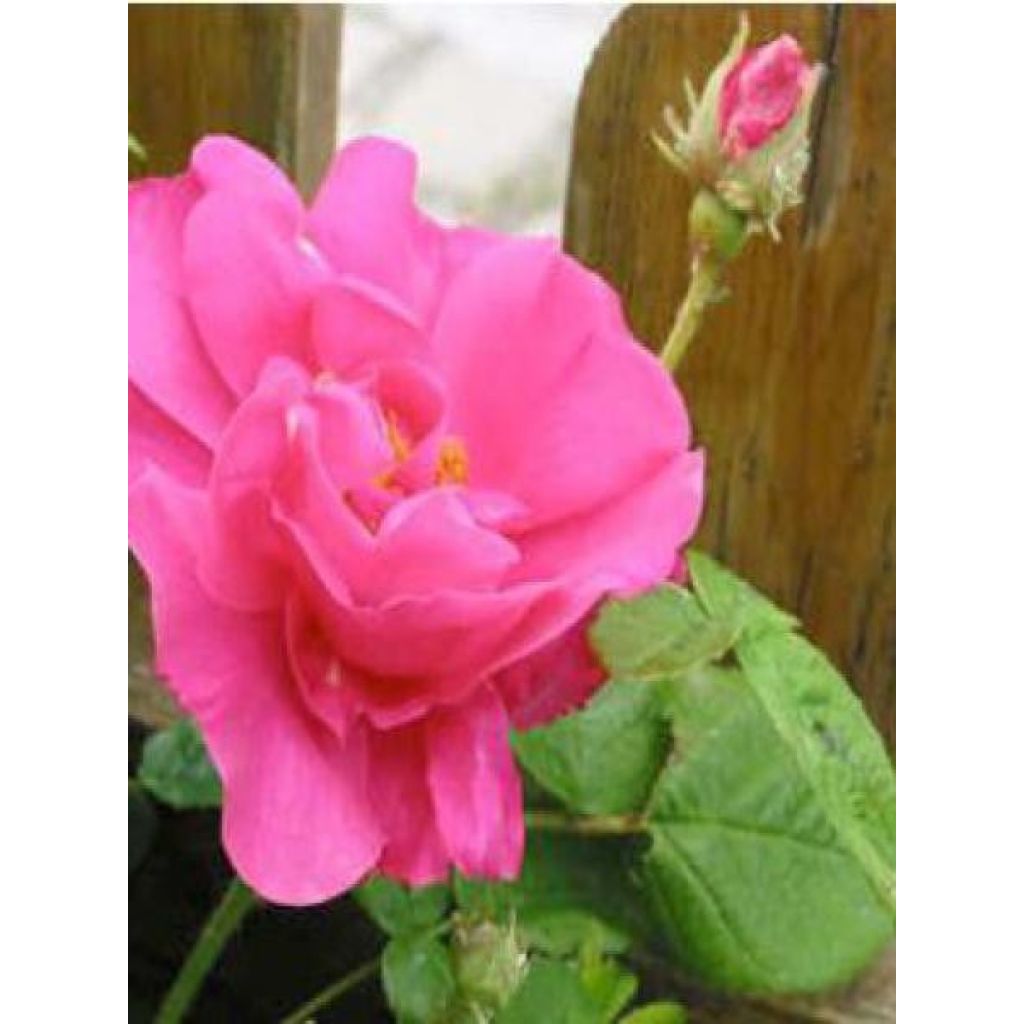Rosa gallica Officinalis