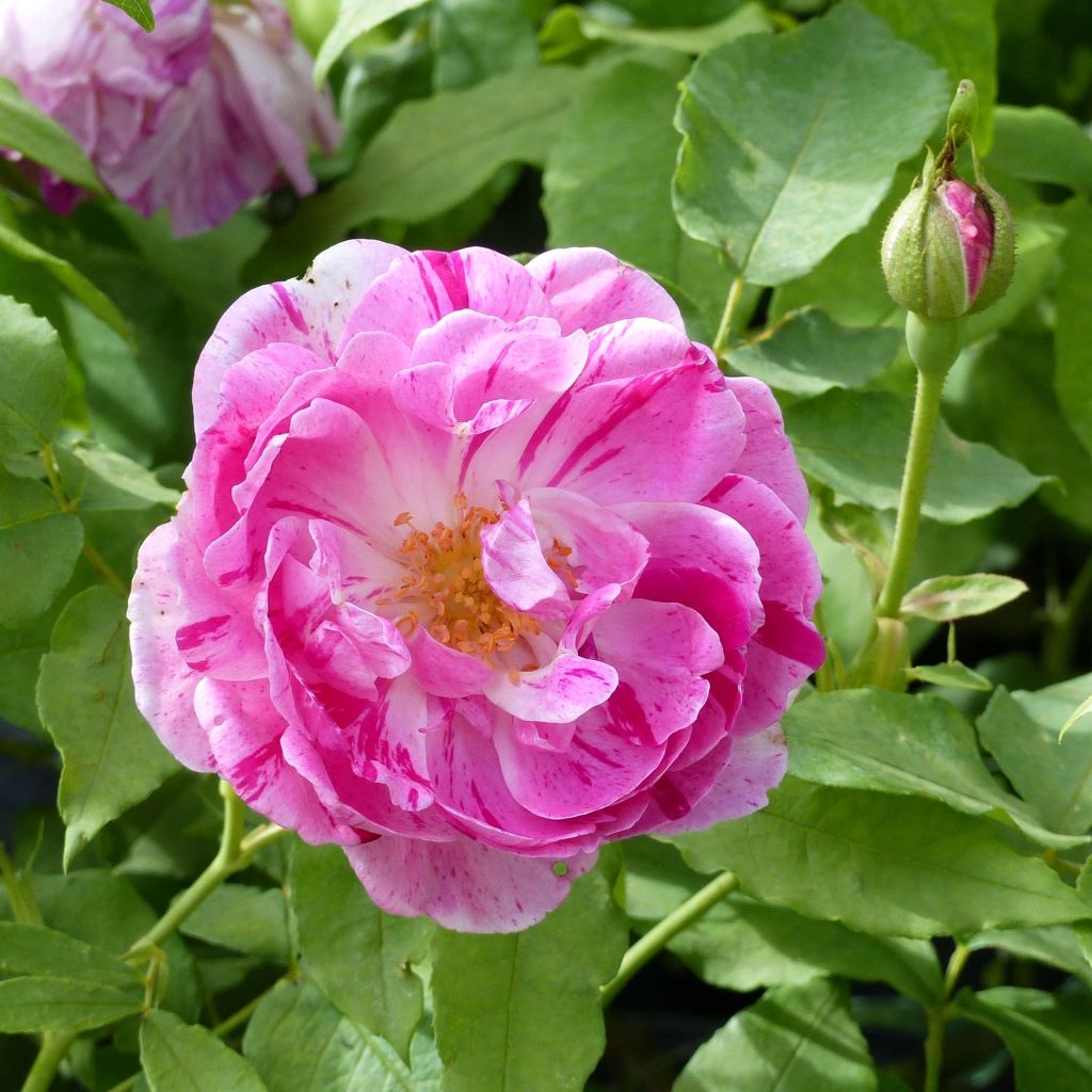 Rosa Honorine de Brabant - Bourbon Rose