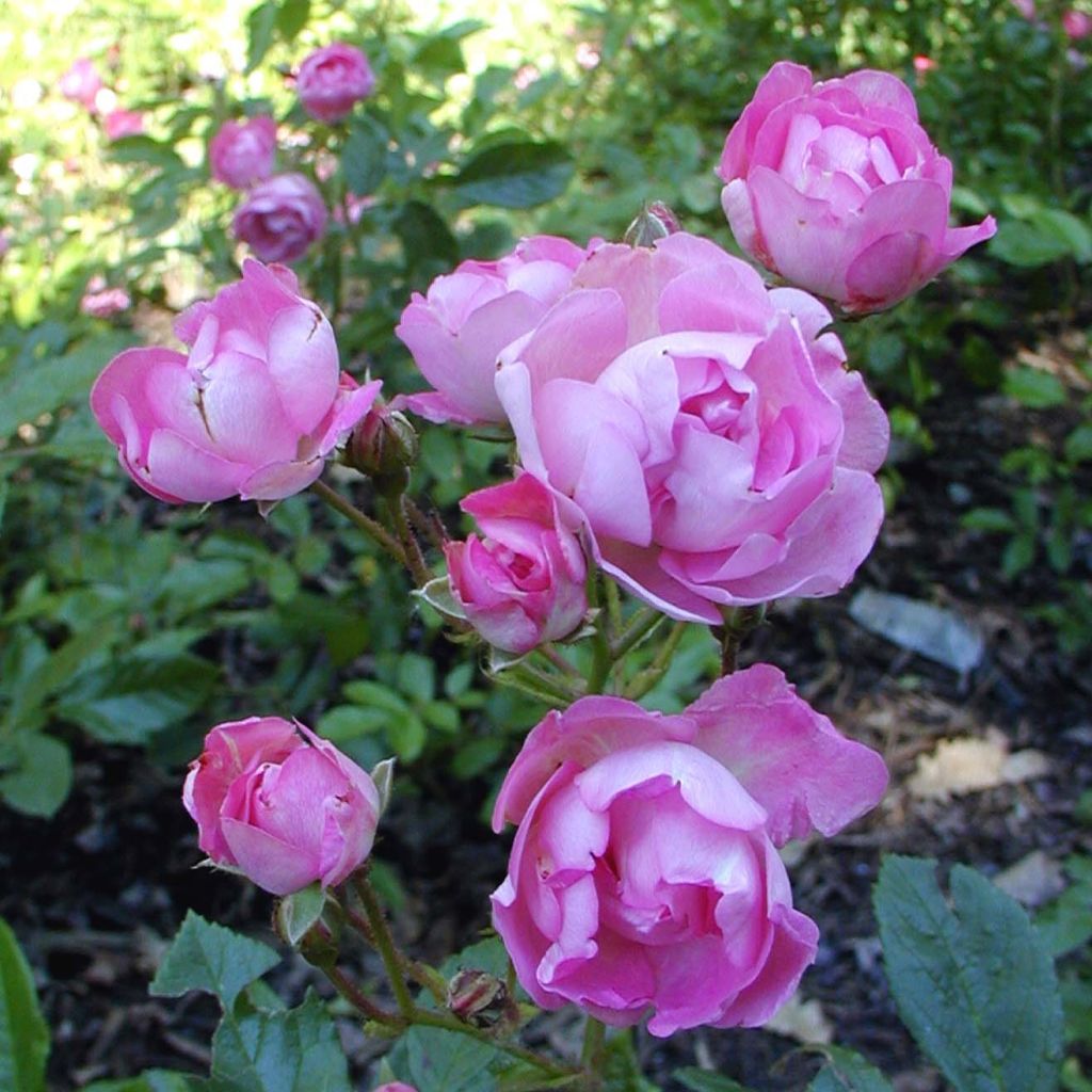 Rosa polyantha Maman Turbat