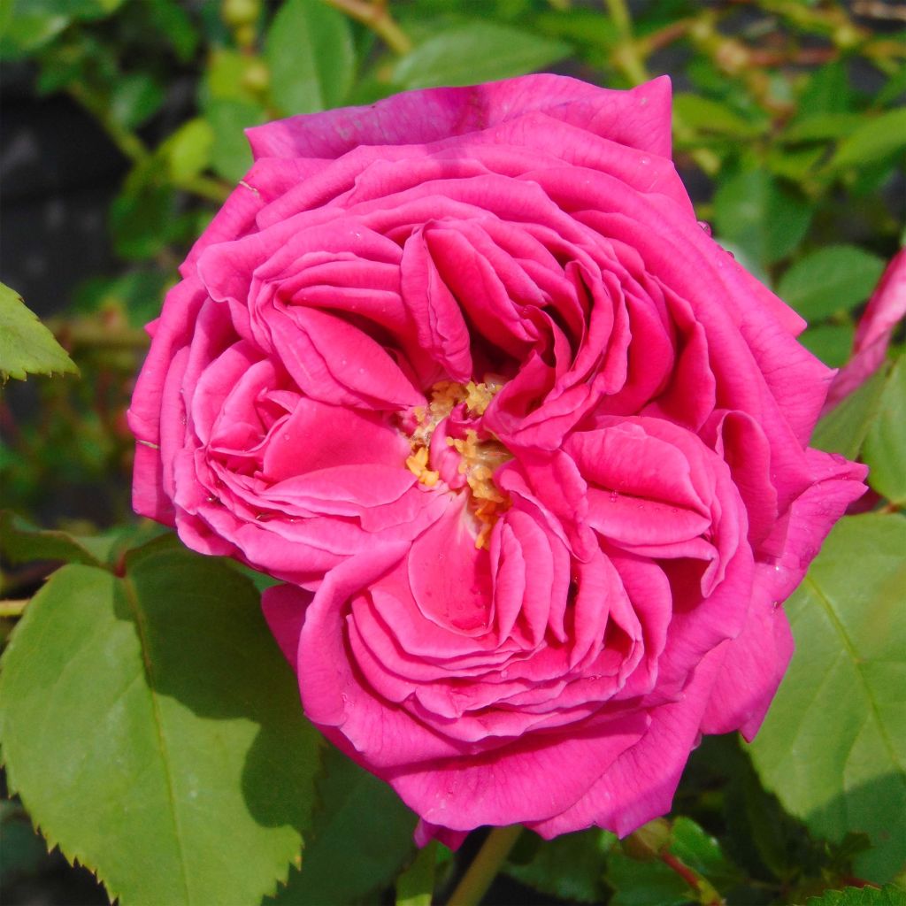Rosa Mme Issac Pereire - Bourbon Rose