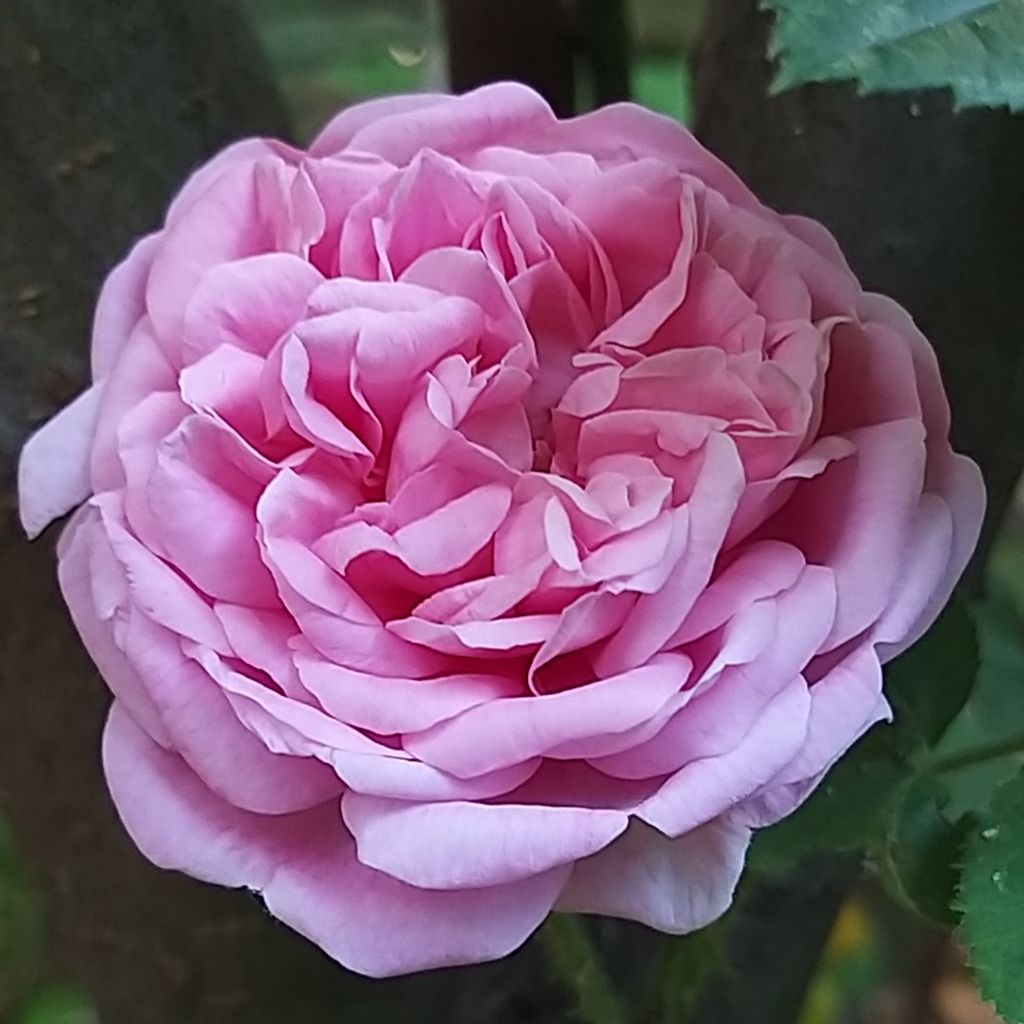 Rosa centifolia var. muscosa Salet - Cabbage Rose