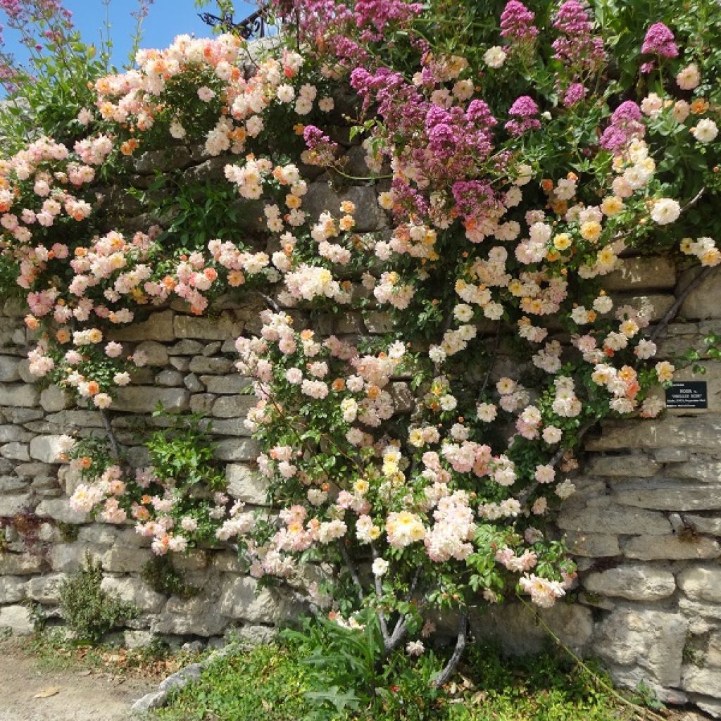 Rosa multiflora Phyllis Bide - Climbing Rose