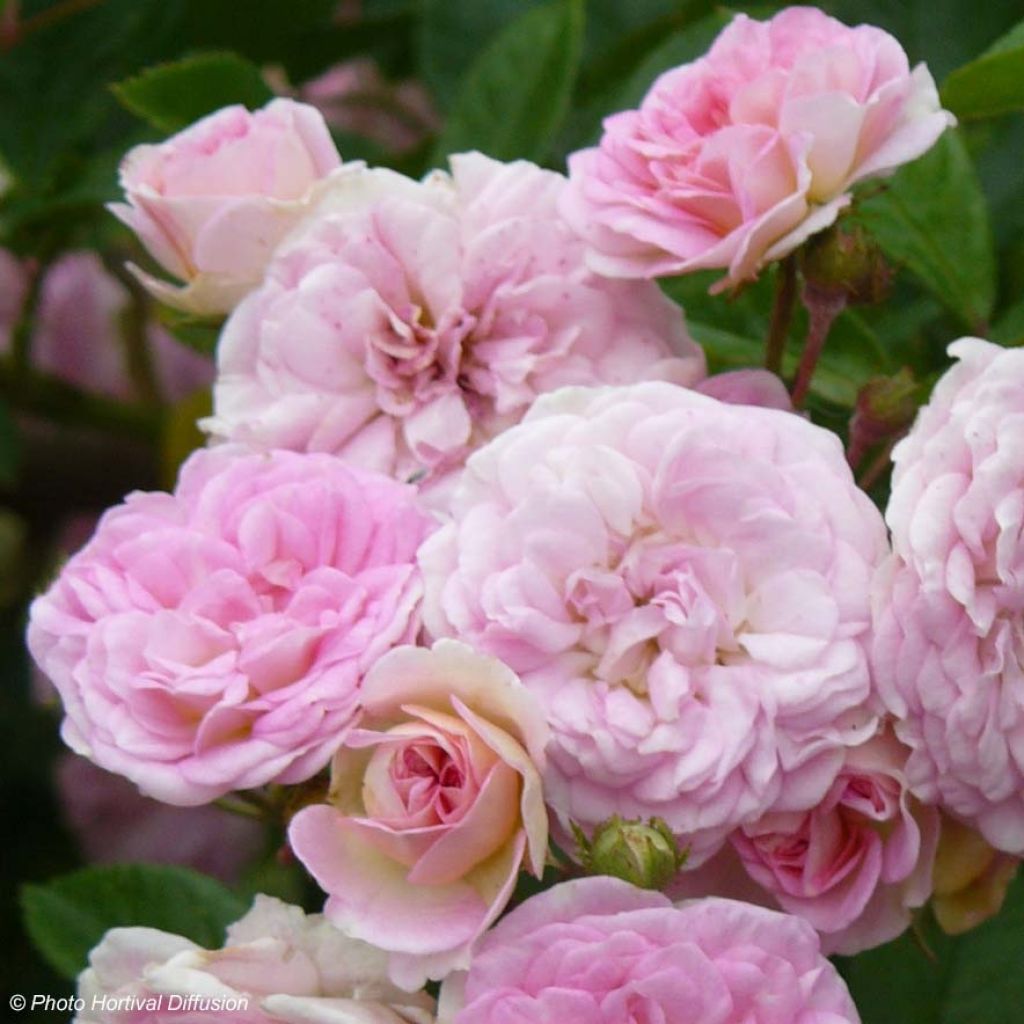 Rosa multiflora Pink Ghislaine de Féligonde - Climbing Rose