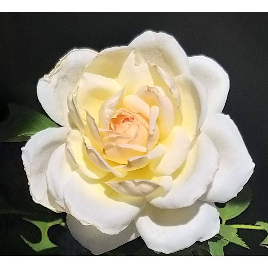 Rosa grandiflora Covent Garden 