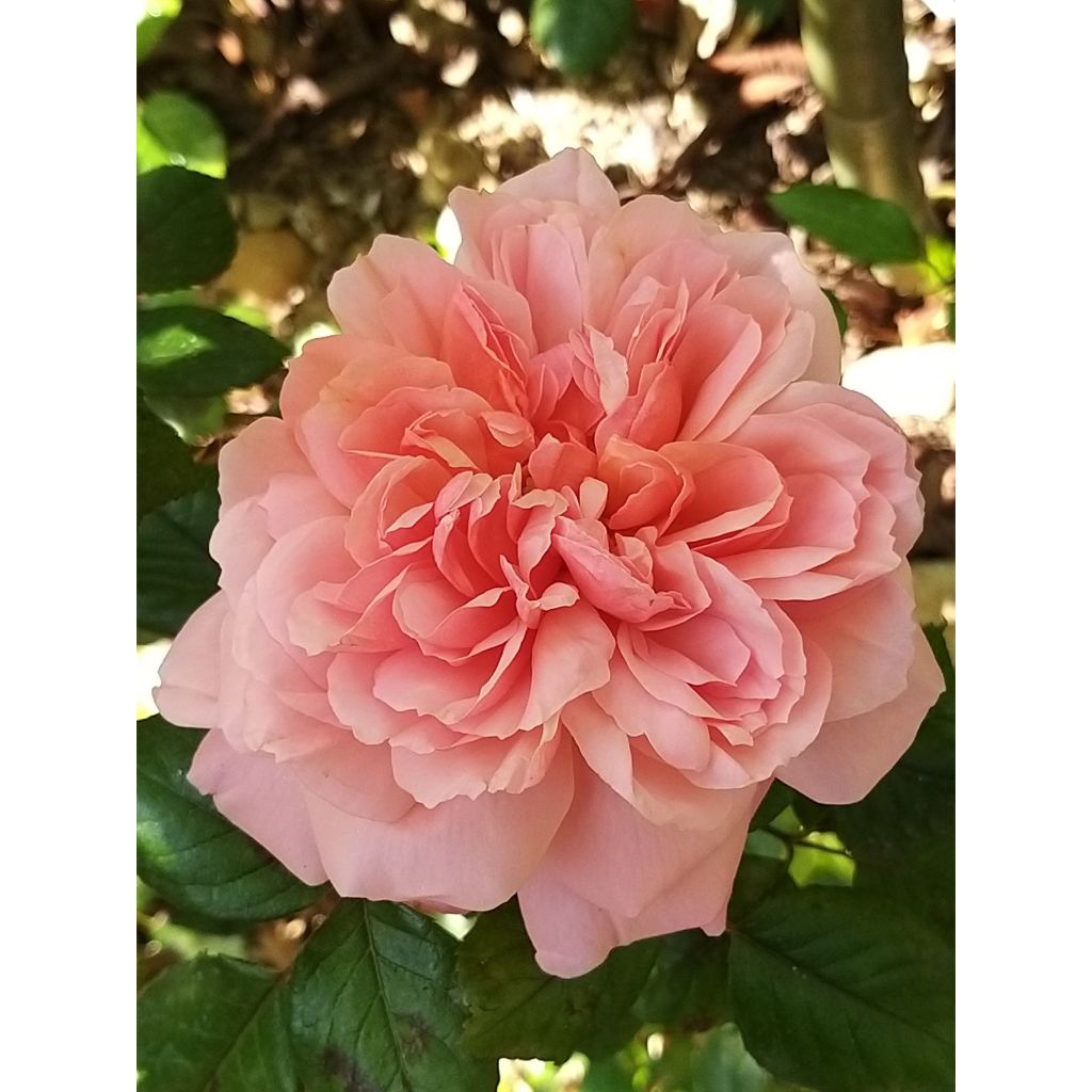 Rosa Rose de Cornouaille 