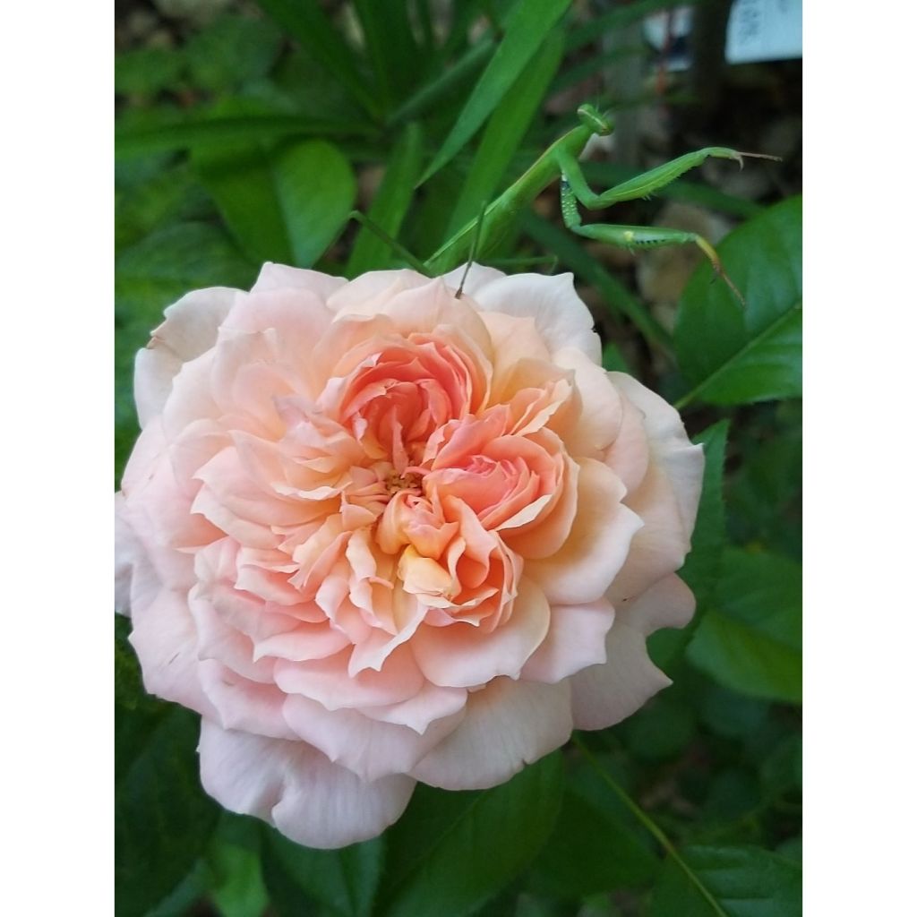 Rosa Rose de Cornouaille 
