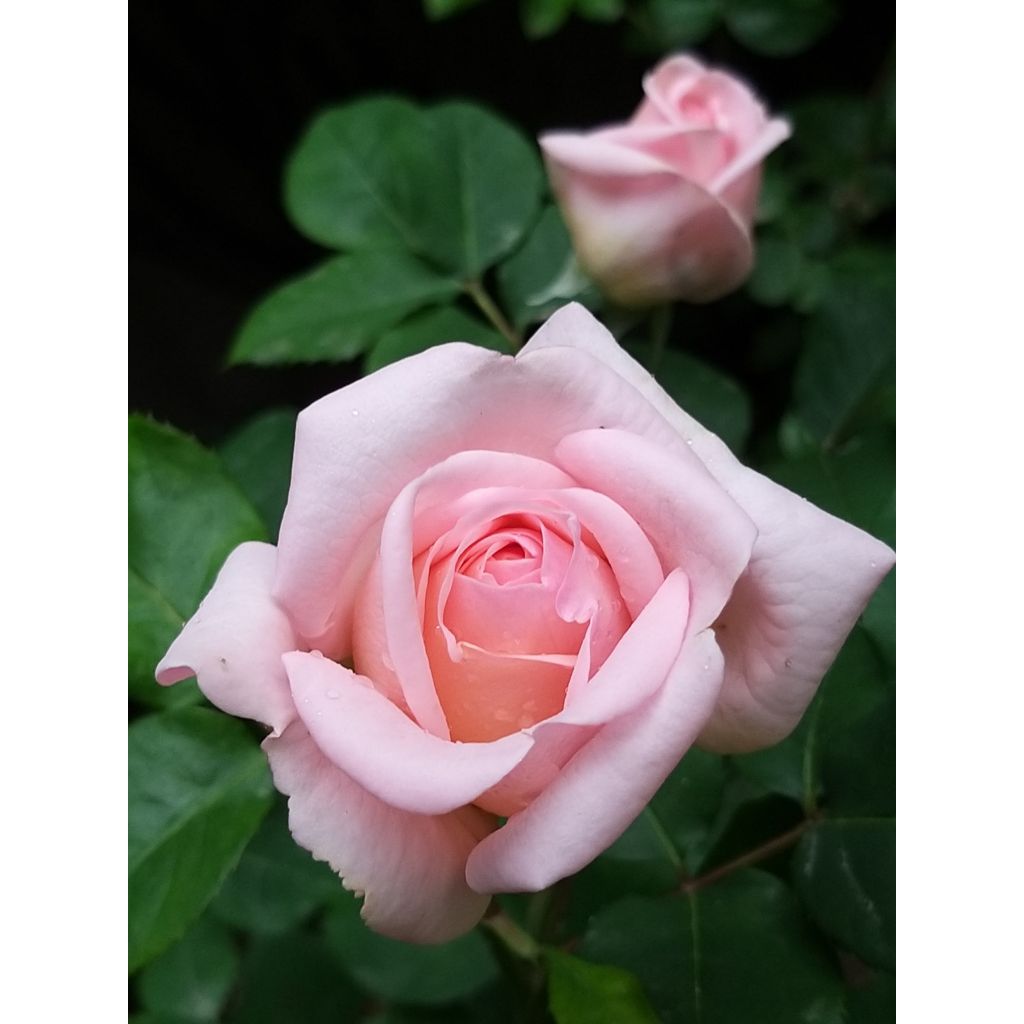 Rosa x floribunda 'Astrid Lindgren' - Floribunda Rose