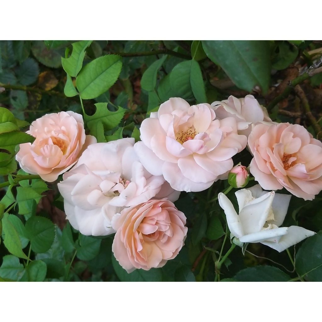 Rosa x floribunda 'Astrid Lindgren' - Floribunda Rose