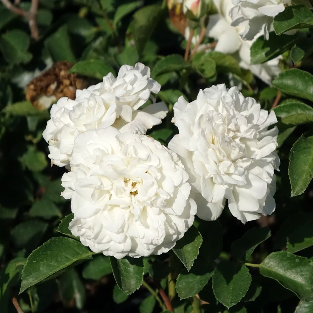 Rosa  'Meicoublan' WHITE MEILLANDECOR® - Rosier White Meillandecor, Rosier Blanc Meillandécor, Rosier White Meidiland