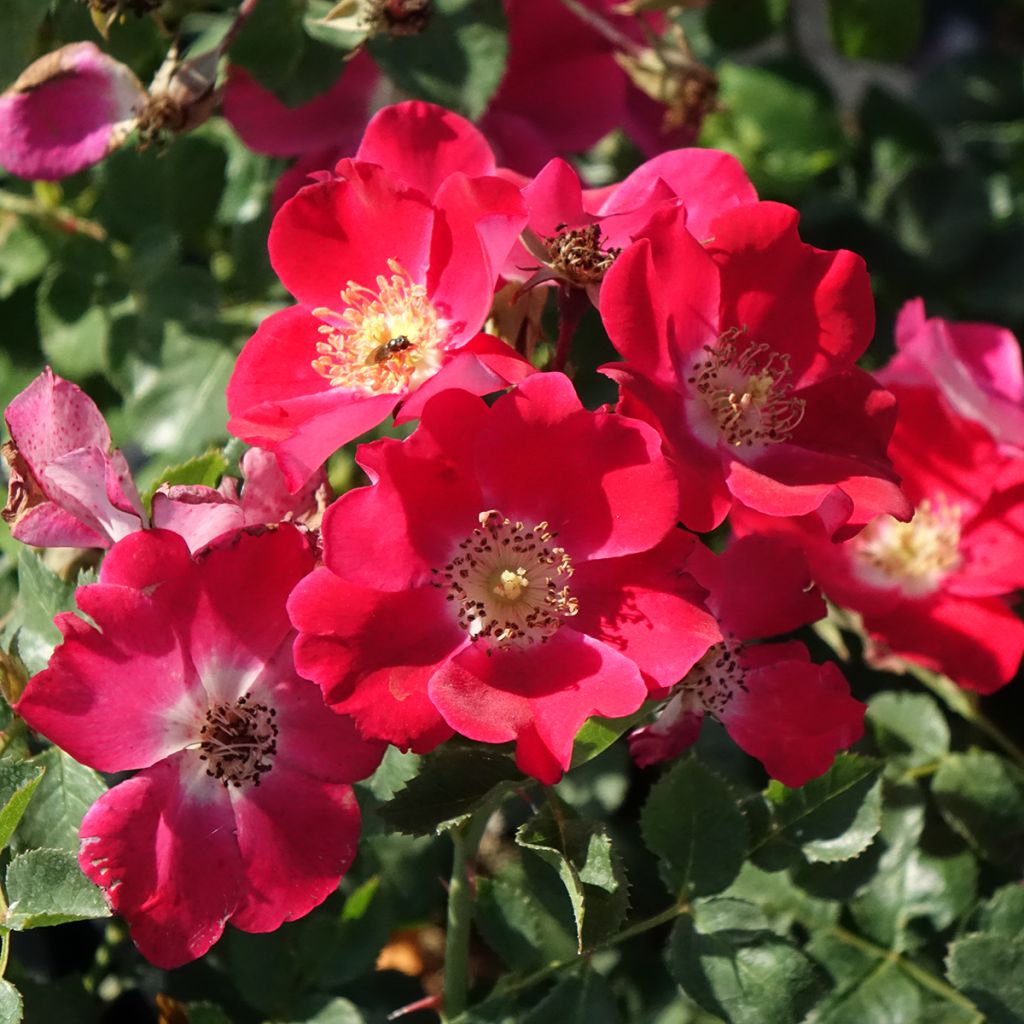 Rosa 'Meiboulka' CANDIA MEILLANDECOR® - Rosier Candia Meillandécor, Rosier Candia Meidiland
