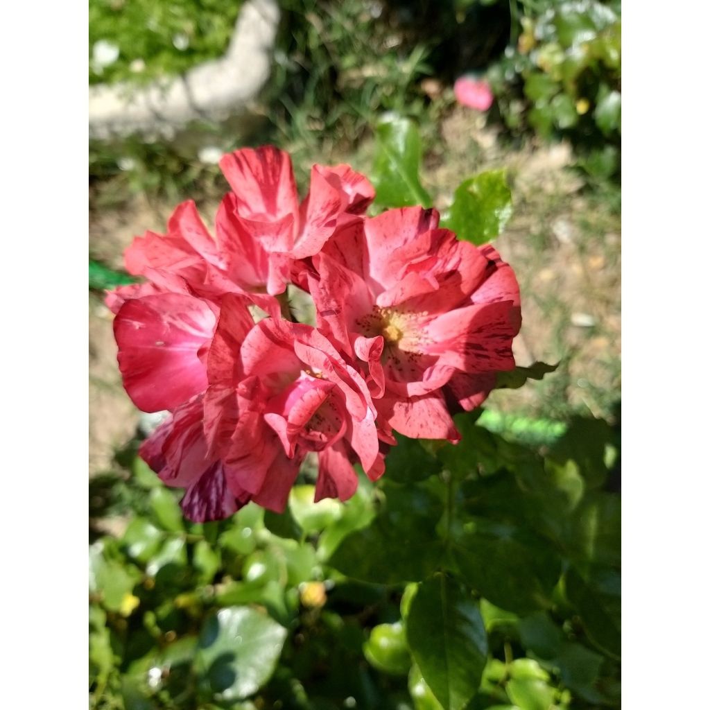 Rosa Queen of the Night - Floribunda rose