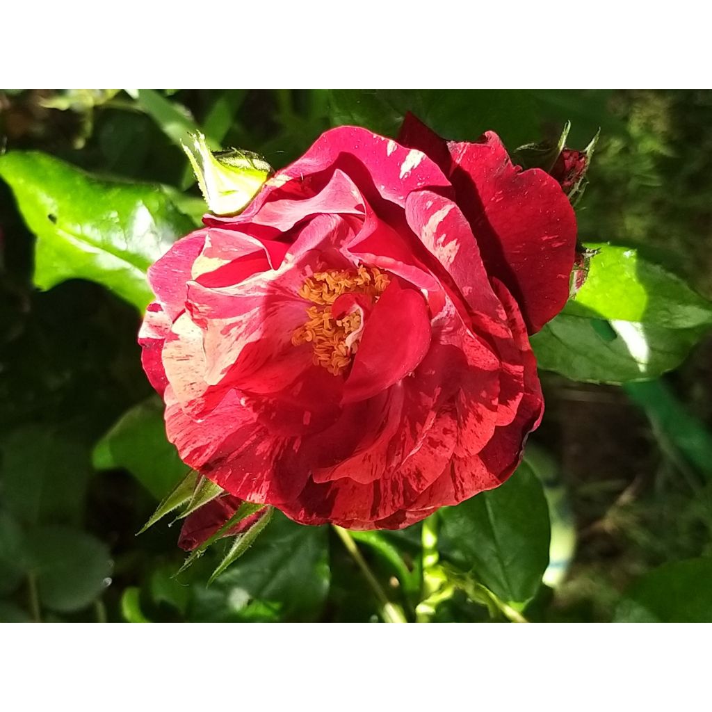 Rosa Queen of the Night - Floribunda rose
