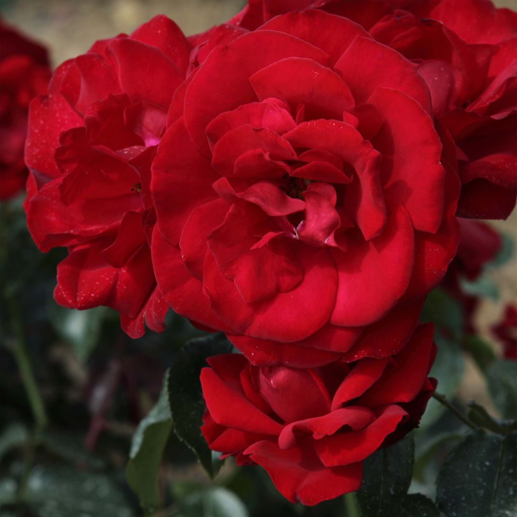 Rosa Grand Hotel - hybrid tea rose
