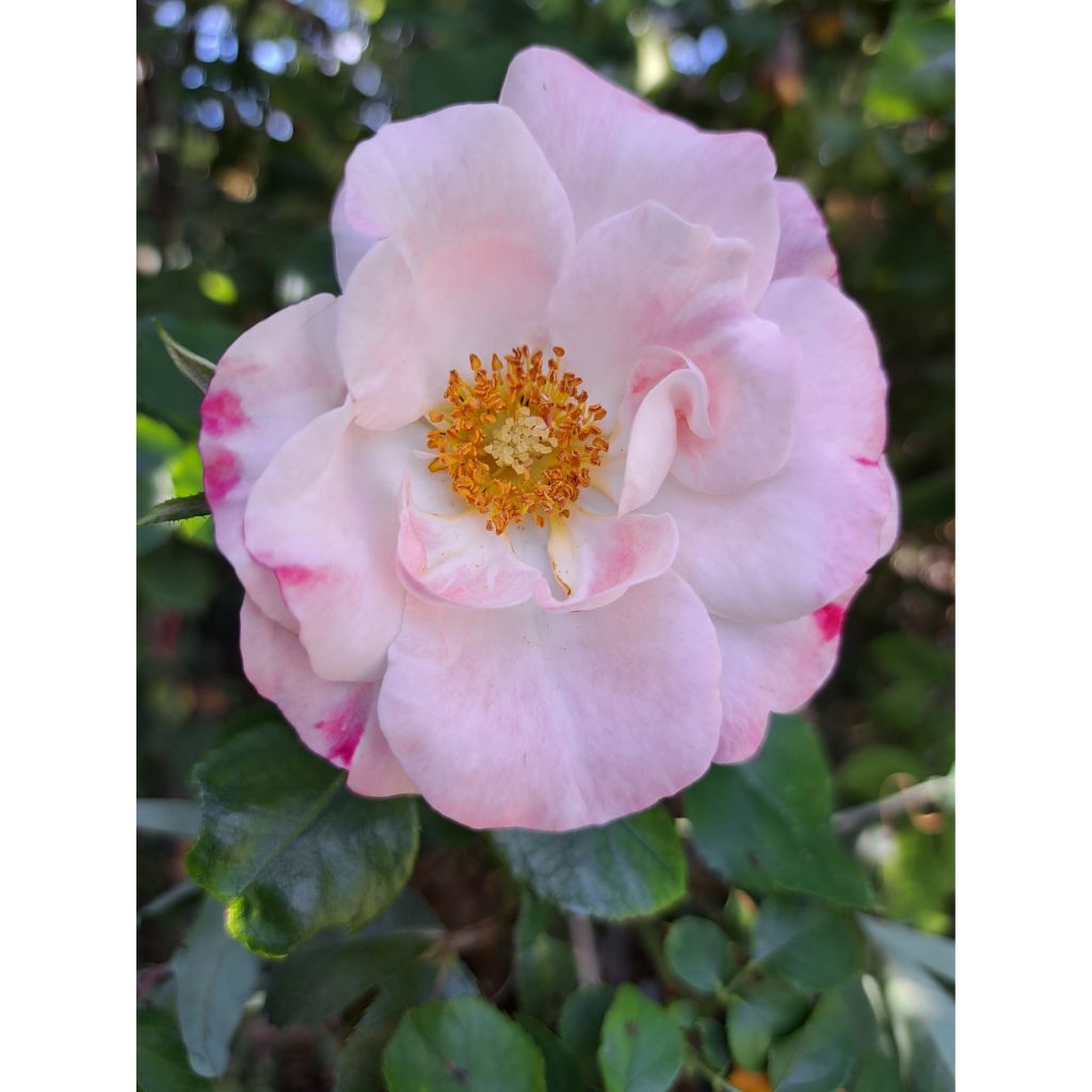 Rosa x floribunda 'Triple Treat' (Rosenstadt Freising) - Shrub Rose