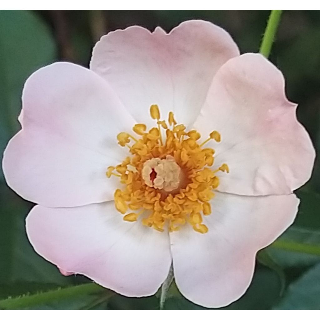 Rosa Rosy Cushion - Shrub Rose