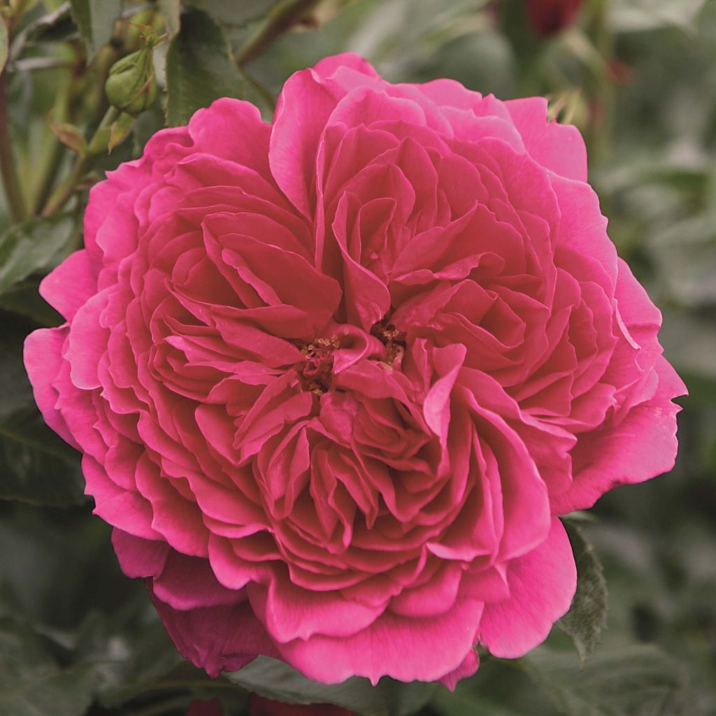 Rosa Soul - modern shrub rose