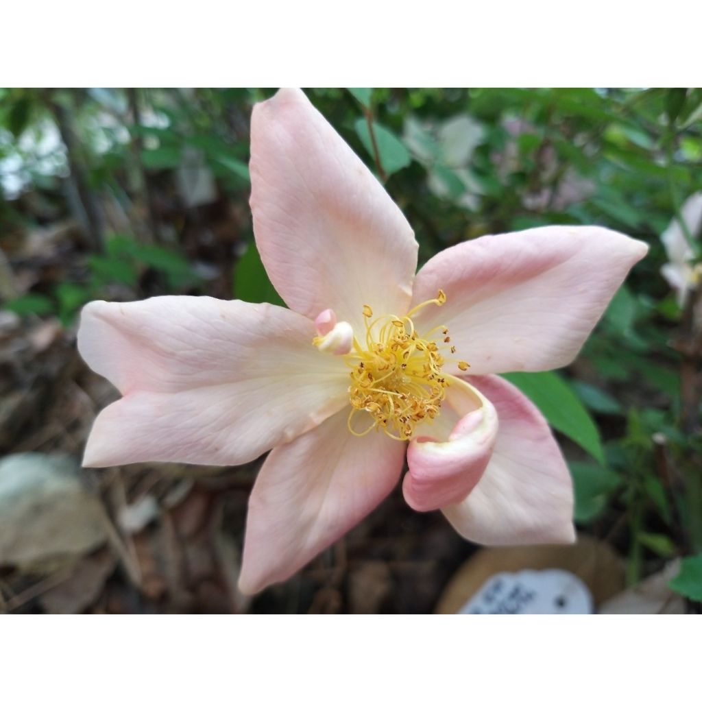 Rosa x chinensis 'Mutabilis' - China Rose