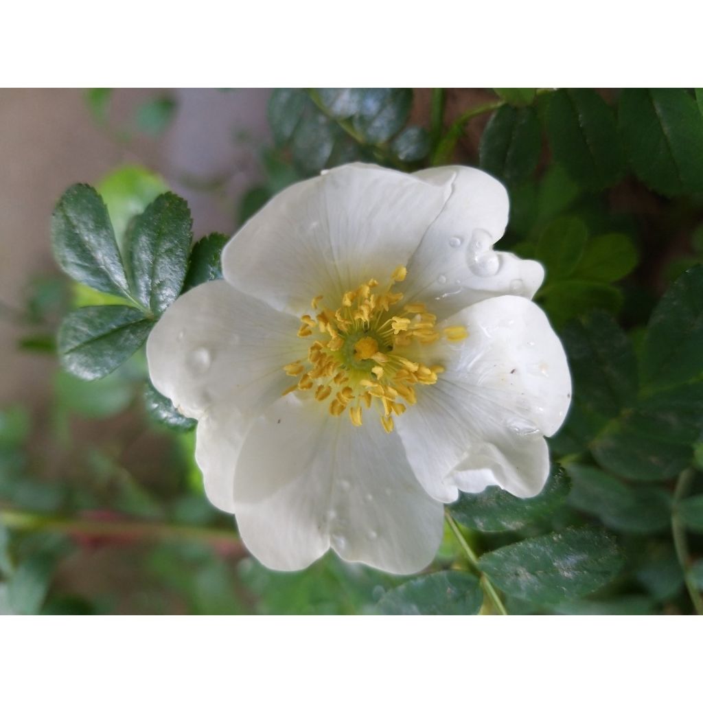 Rosa omeiensis Pteracantha
